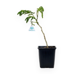 Albizia Julibrissin Ombrella - 30 cm