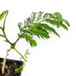 Albizia Julibrissin Ombrella - 30 cm