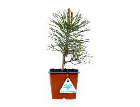 Pinus Uncinata - Pino - 26 cm