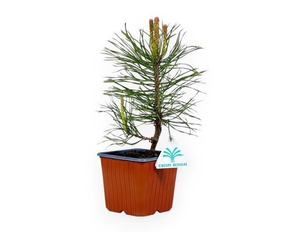 Pinus Uncinata - Pin - 26 cm 2