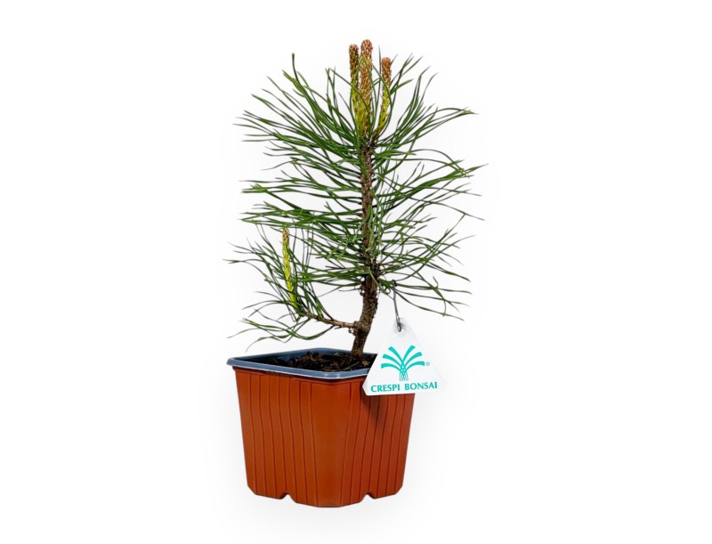 Pinus Uncinata - Pine - 26 cm