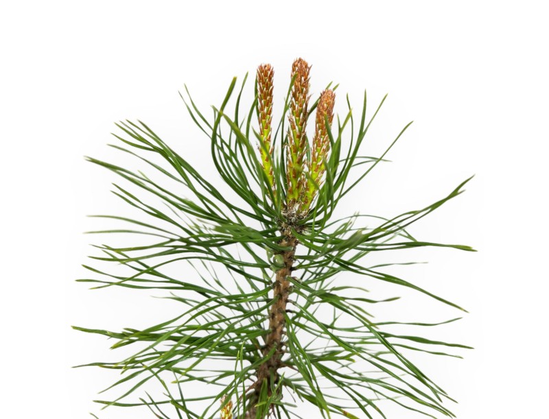 Pinus Uncinata - Pine - 26 cm