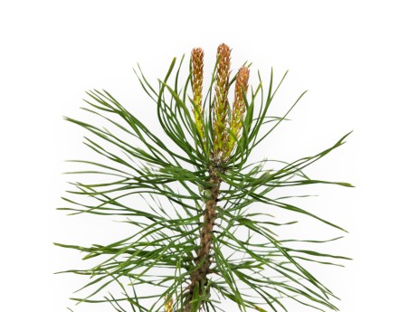 Pinus Uncinata - Pine - 26 cm