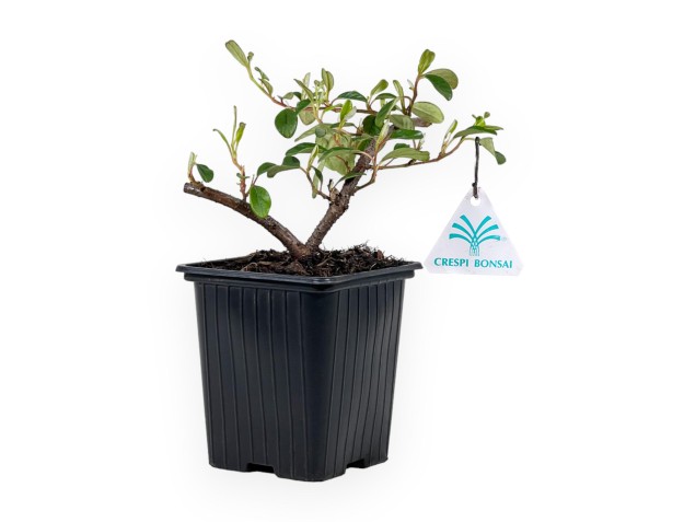 Cotoneaster Dammeri - 21 cm 2