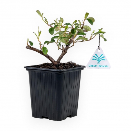 Cotoneaster Dammeri - 21 cm