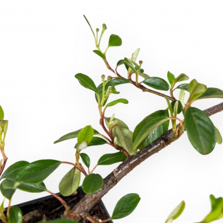 Cotoneaster Dammeri - 21 cm