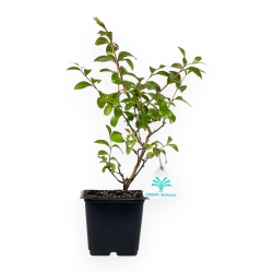 Lagestroemia Indica Rose - 31 cm