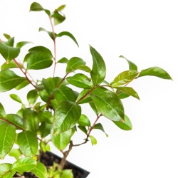 Lagestroemia Indica Rose - 31 cm