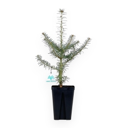 Abies Koreana - 45 cm