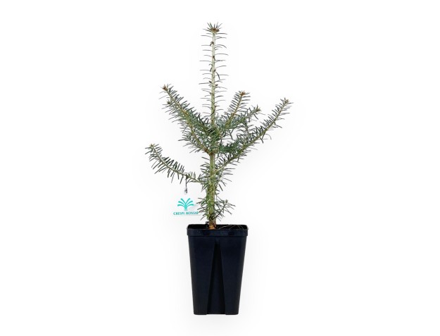 Abies Koreana - 45 cm