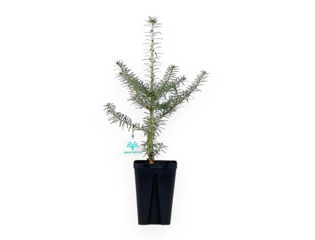 Abies Koreana - 45 cm