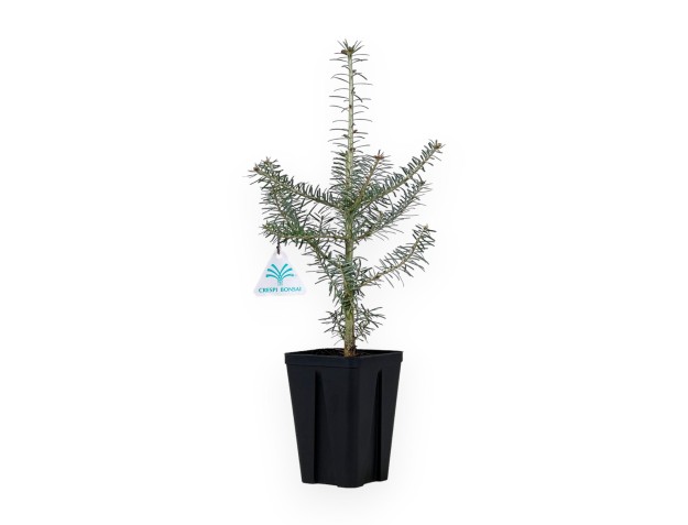 Abies Koreana - 45 cm 2