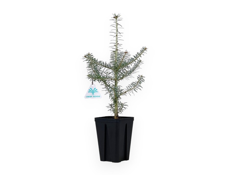 Abies Koreana - 45 cm