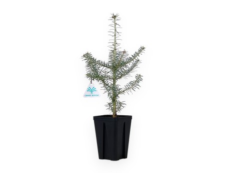 Abies Koreana - 45 cm