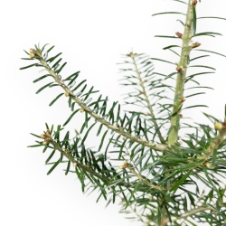 Abies Koreana - 45 cm