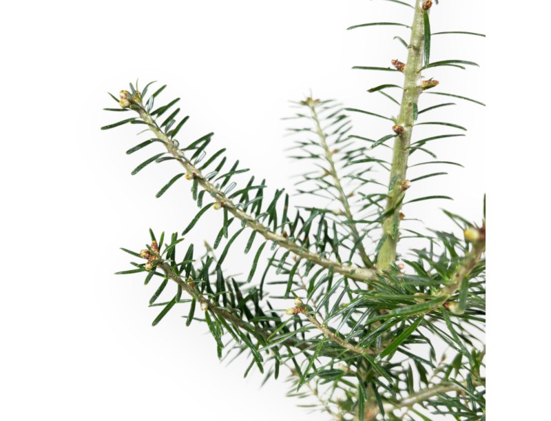 Abies Koreana - 45 cm