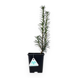 Taxus Media Hillii - If - 34 cm