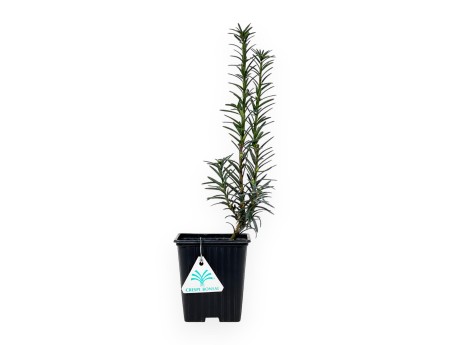 Taxus Media Hillii - If - 34 cm
