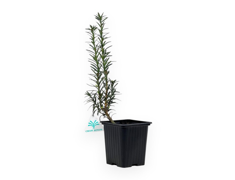 Taxus Media Hillii - Yew Tree - 34 cm