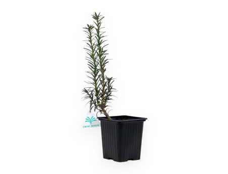 Taxus Media Hillii - Tasso - 34 cm