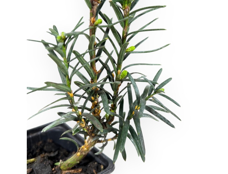 Taxus Media Hillii - Yew Tree - 34 cm