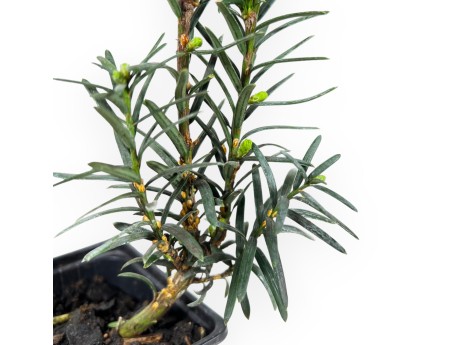 Taxus Media Hillii - Tasso - 34 cm