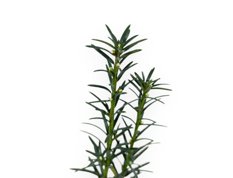 Taxus Media Hillii - Yew Tree - 34 cm