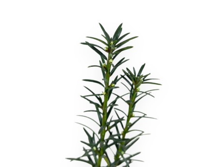 Taxus Media Hillii - If - 34 cm