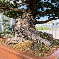 Pinus Pentaphylla - Pino a cinque aghi - 98 cm