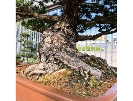 Pinus Pentaphylla - Den - 98 cm