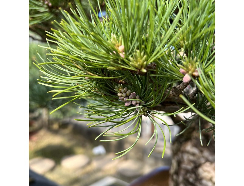Pinus Pentaphylla - Pine five needles - 98 cm
