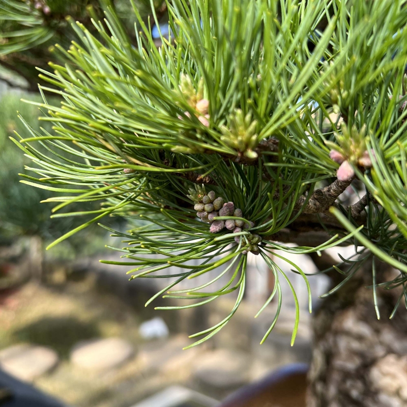 Pinus Pentaphylla - Pino a cinque aghi - 98 cm