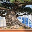 Pinus Pentaphylla - Pino a cinque aghi - 98 cm