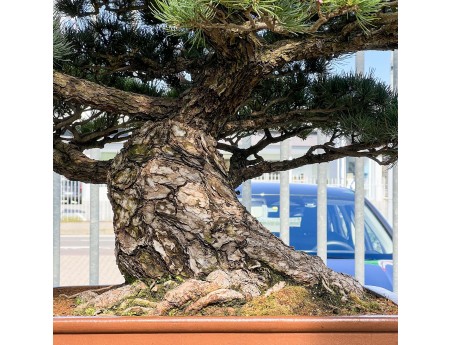 Pinus Pentaphylla - Pino a cinque aghi - 98 cm