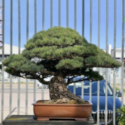 Pinus Pentaphylla - Pino a cinque aghi - 98 cm