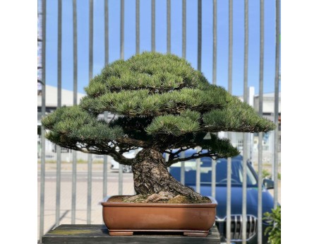 Pinus Pentaphylla - Pino a cinque aghi - 98 cm