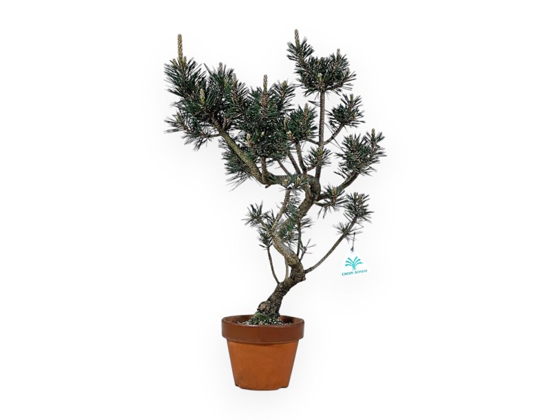 Pinus Thunbergii Kotobuki - Black Pine - 52 cm