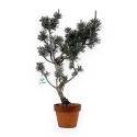 Pinus Thunbergii Kotobuki - Pino Nero - 52 cm