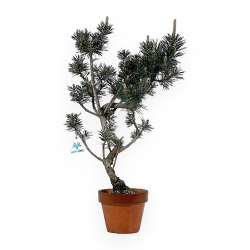 Pinus Thunbergii Kotobuki - Pino Nero - 52 cm