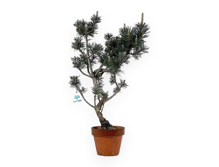 Pinus Thunbergii Kotobuki - Pino Nero - 52 cm