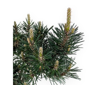 Pinus Thunbergii Kotobuki - Schwarzkiefer - 52 cm