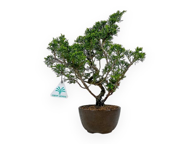 Juniperus Chinensis Itoigawa - Jeneverbes - 32 cm