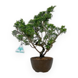 Juniperus Chinensis Itoigawa - Wacholder - 32 cm