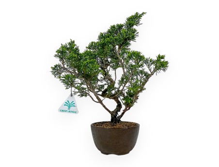 Juniperus Chinensis Itoigawa - Enebro - 32 cm