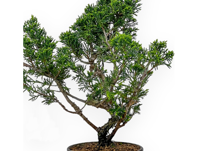 Juniperus Chinensis Itoigawa - Genévrier - 32 cm