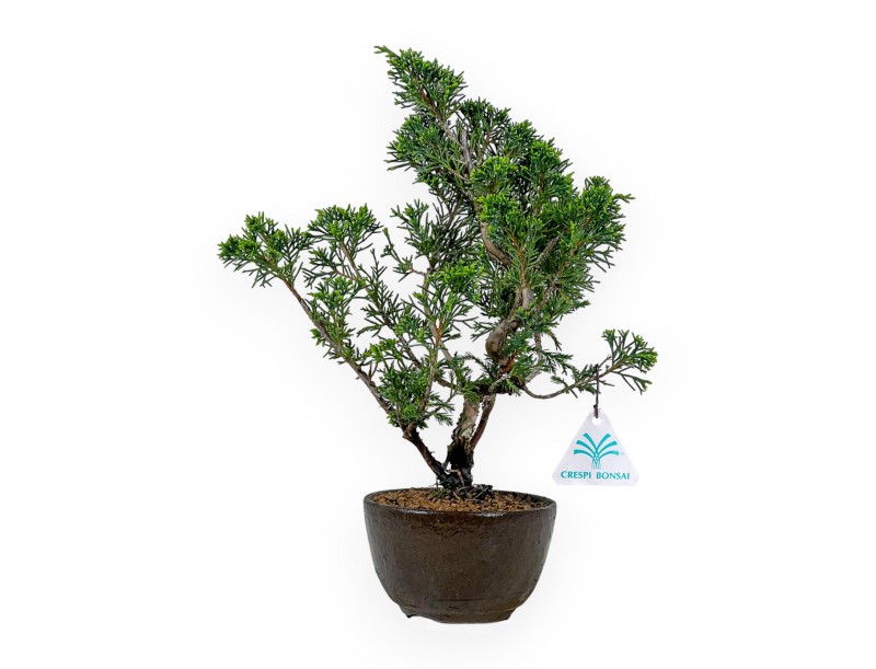 Juniperus Chinensis Itoigawa - Jeneverbes - 32 cm