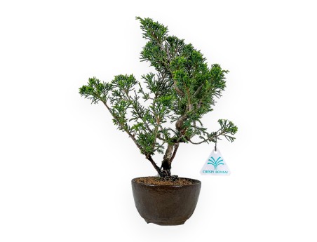 Juniperus Chinensis Itoigawa - Enebro - 32 cm