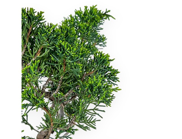 Juniperus Chinensis Itoigawa - Juniper - 32 cm 2