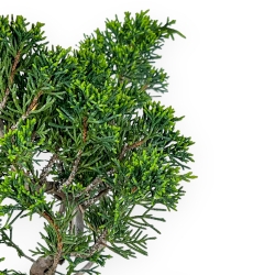 Juniperus Chinensis Itoigawa - Wacholder - 32 cm