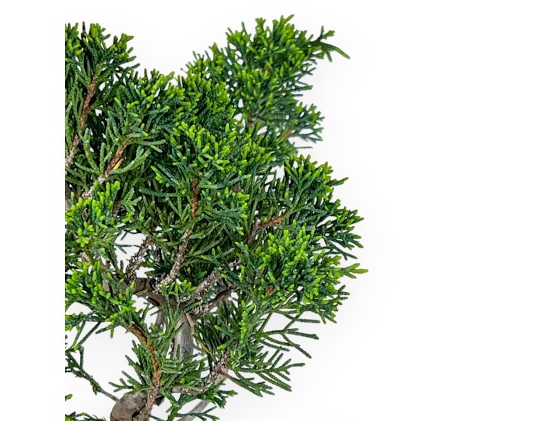 Juniperus Chinensis Itoigawa - Ginepro - 32 cm